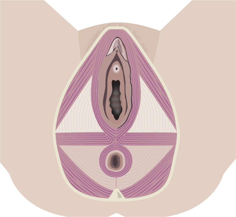 Illustration af bækkenbundens muskler