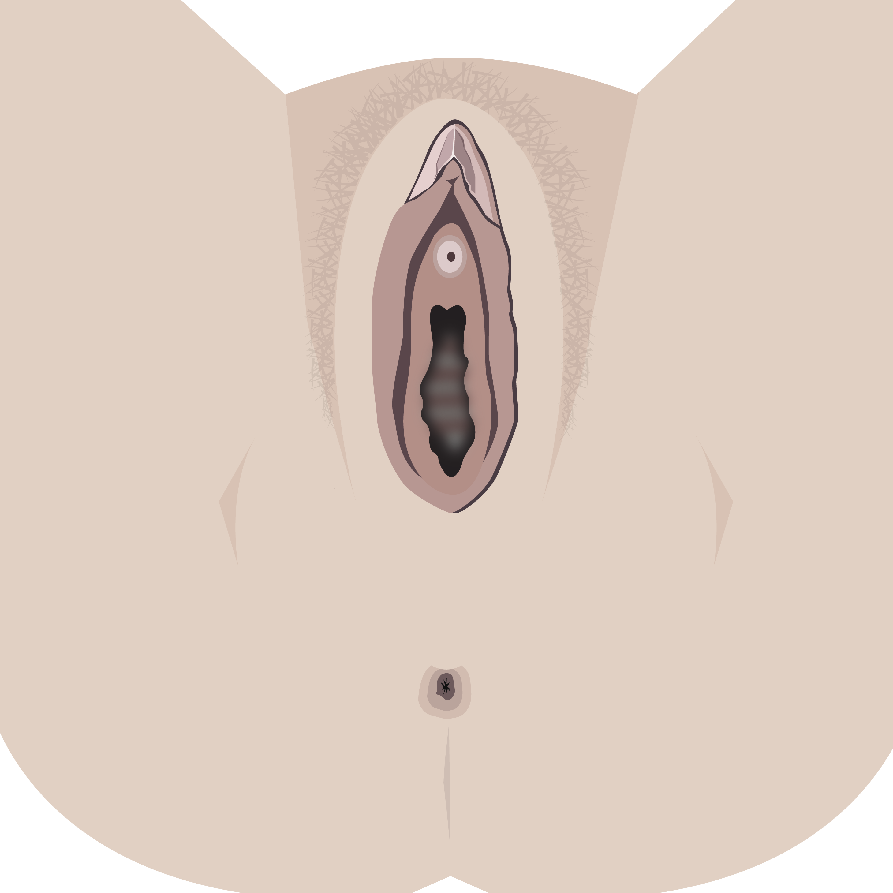 Grafik, der viser placering af ydre og indre skamlæber, mellemkød og anus