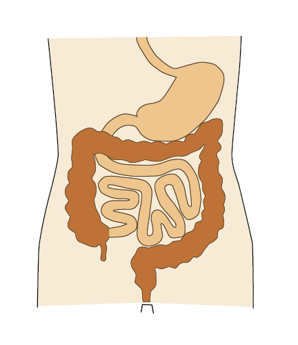 Grafik, der viser mave- og tarmsystemet uden stomi