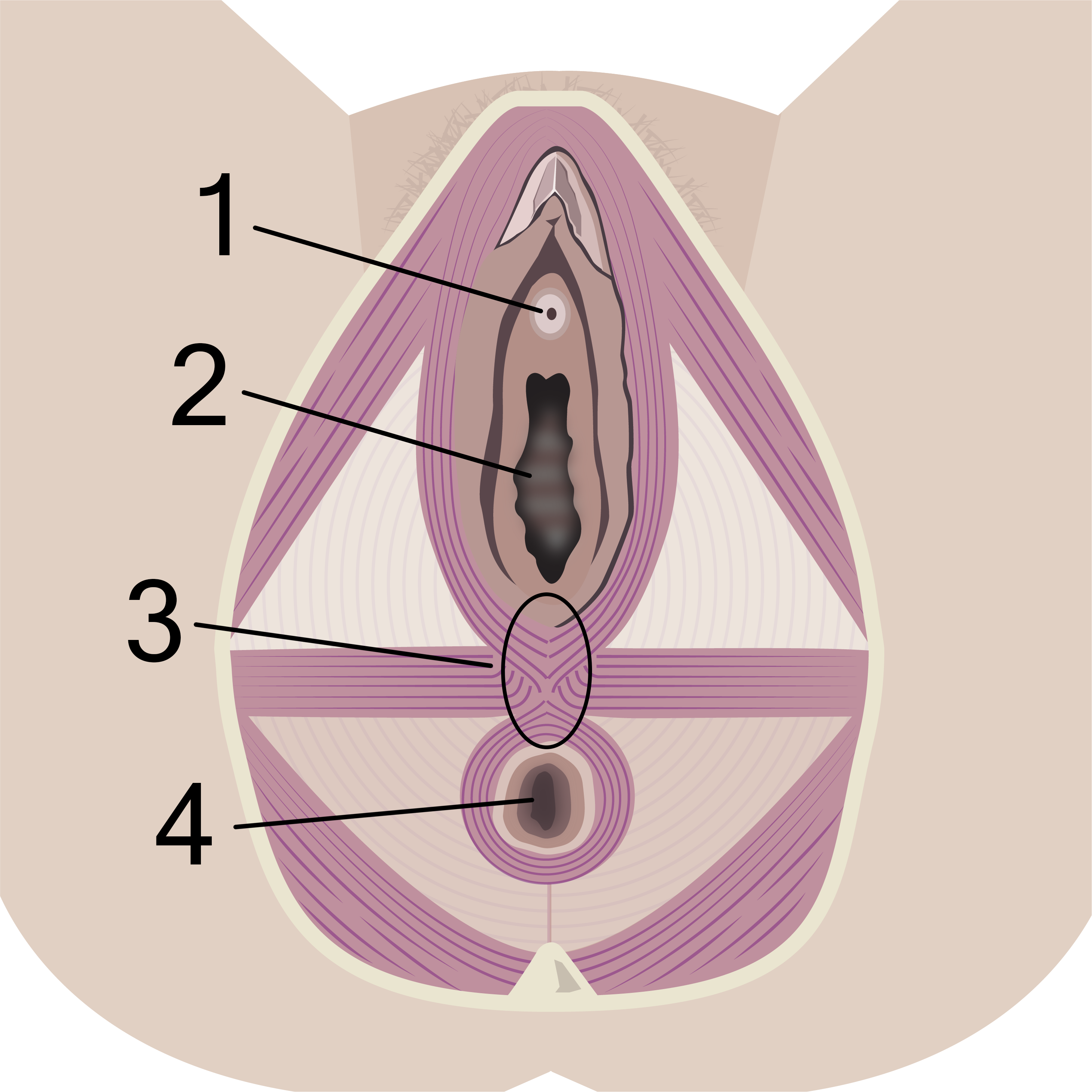 Grafik der viser placering af urinrør, skede, bristningen og endetarmsåbningen