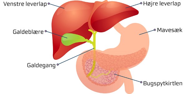 Grafik af placering af bugspytkirtel i forhold til andre organer