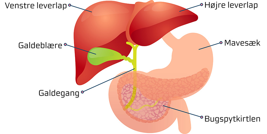 billede af lever og galdevejesystemet